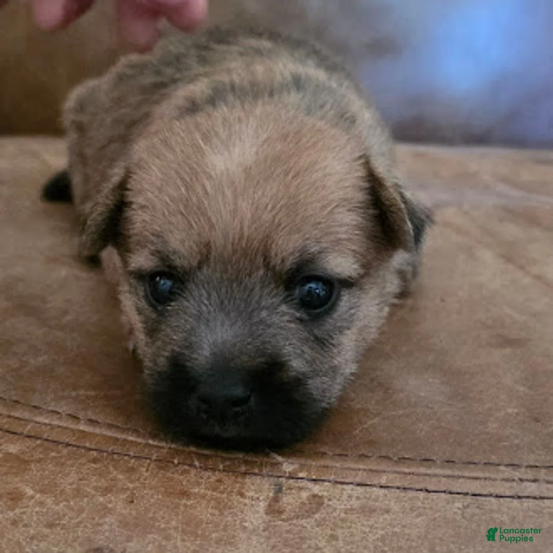 Cairn Terrier dogs for sale: Violet  - Ad 2