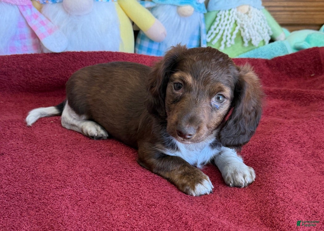 Dachshund dogs Deacon - Ad 35