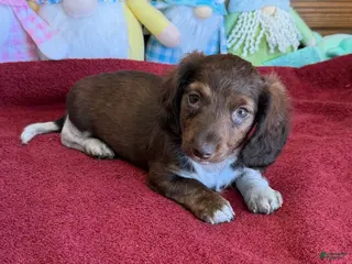 Dachshund dogs Deacon - Ad 32