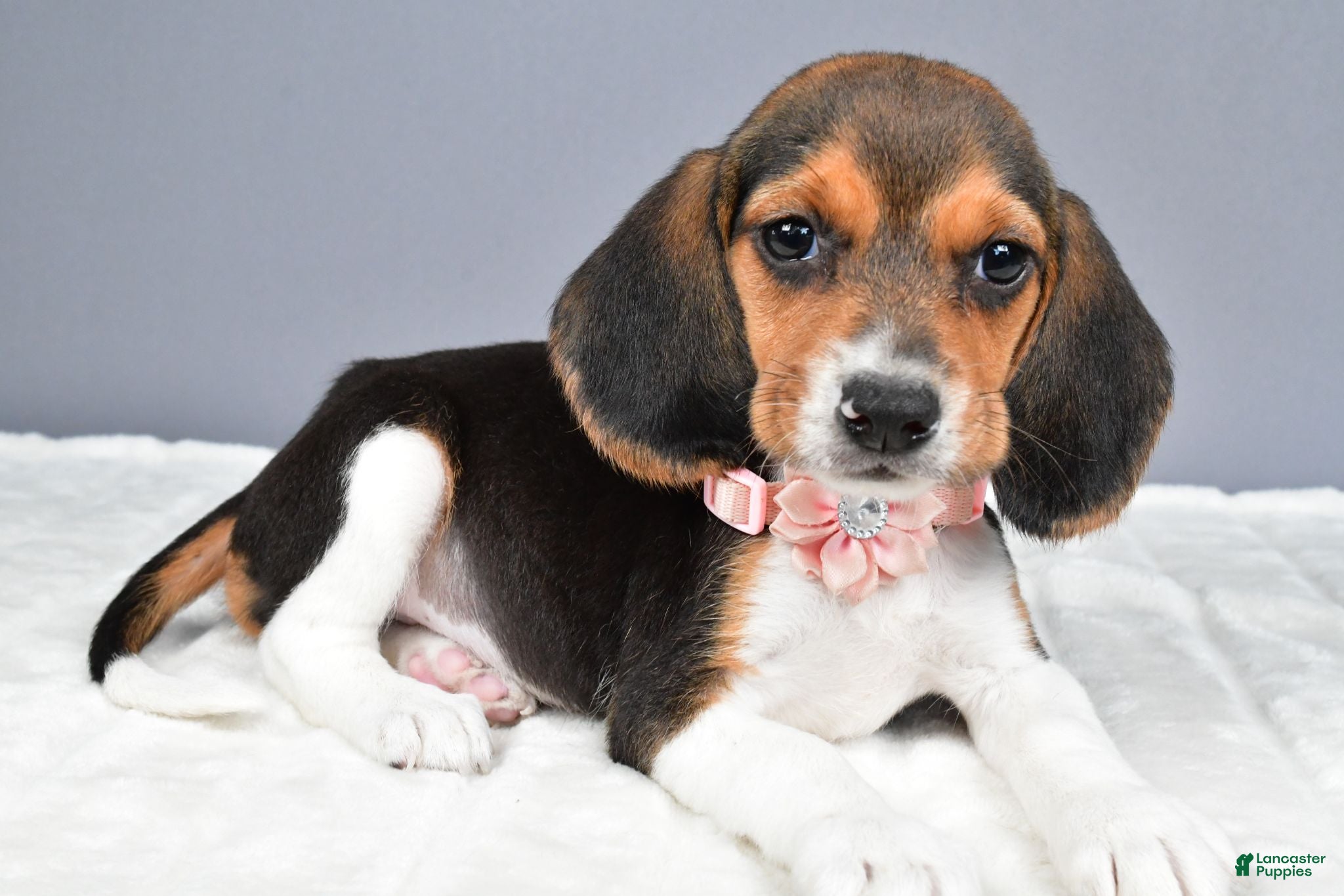 Beagle dogs Ollie - Ad 1