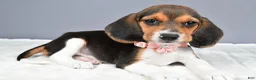 Beagle dogs for sale: Ollie - Ad 1
