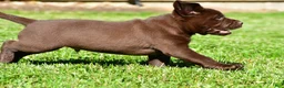 Labrador Retriever dogs for sale: Chico - Ad 2