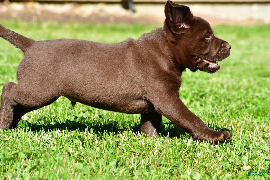 Labrador Retriever dogs for sale: Chico - Ad 2