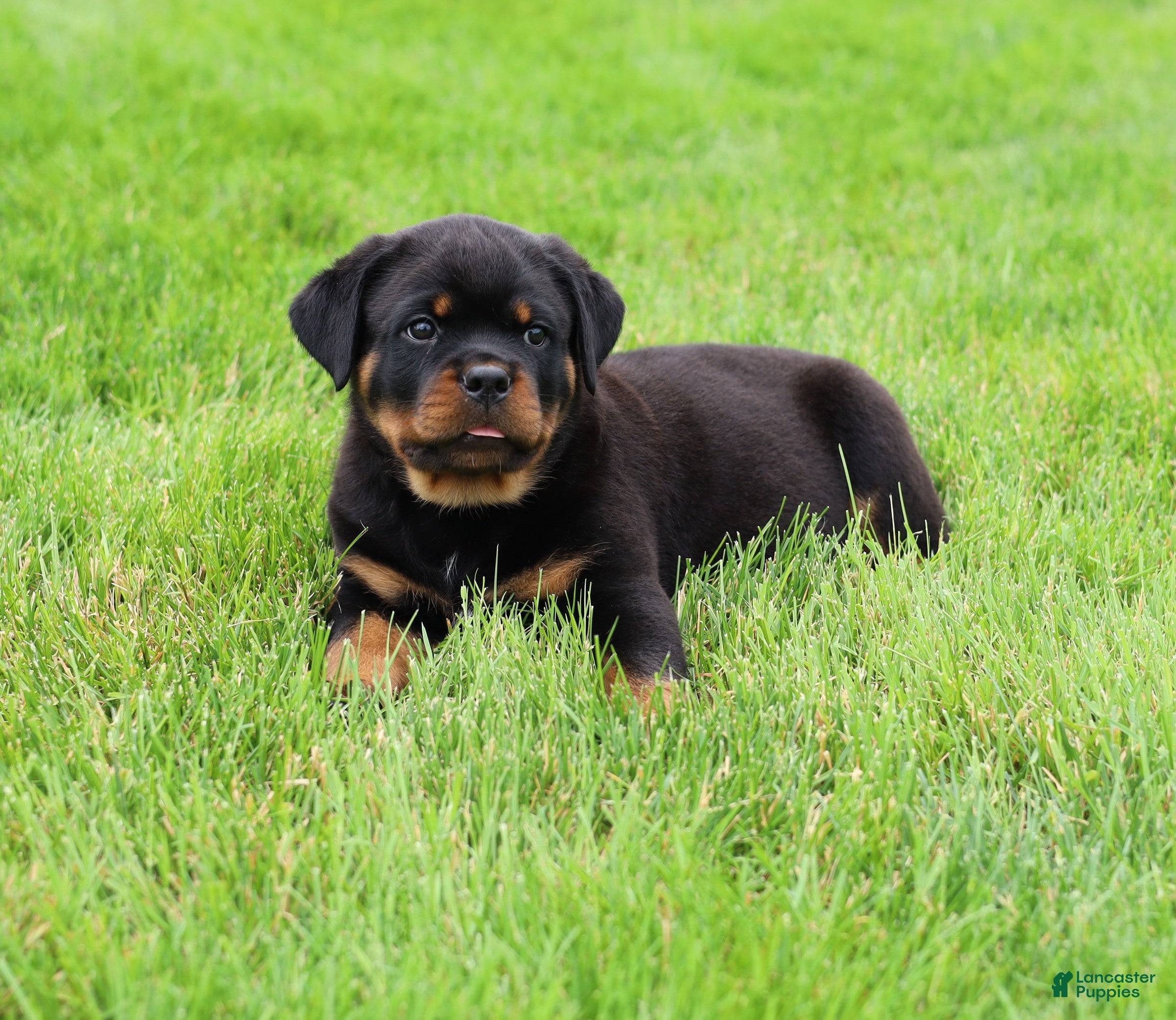 Rottweiler dogs Bear - Ad 2