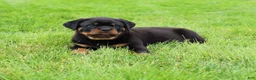 Rottweiler dogs for sale: Bear - Ad 2
