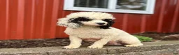 Mini Bernedoodle dogs for sale: Alexa - Ad 4