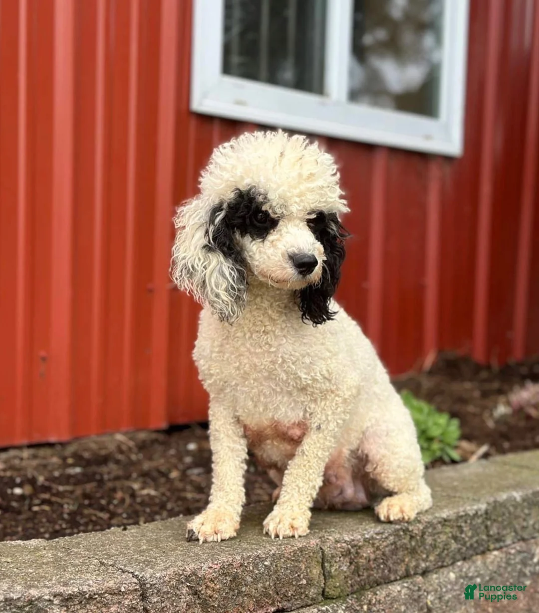 Mini Bernedoodle dogs for sale: Alexa - Ad 4