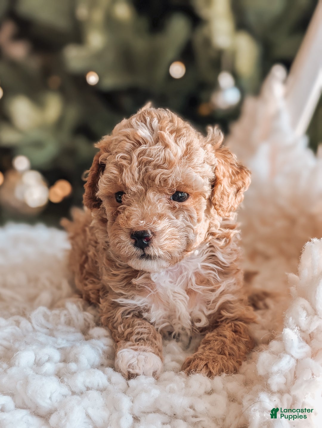 Toy Poodle dogs for sale: Nick - Ad 2