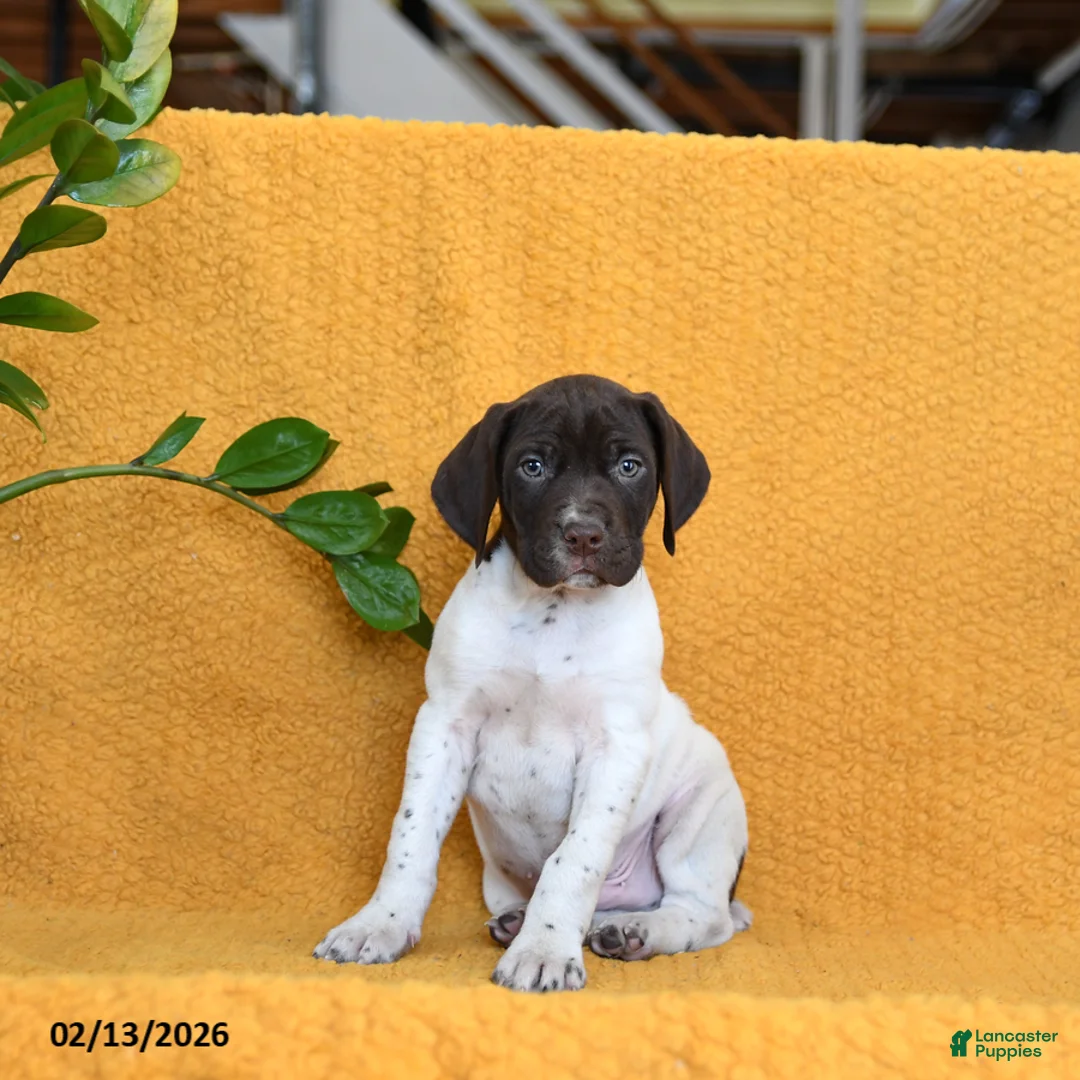 German Shorthaired Pointer dogs for sale: Baxter - Ad 3