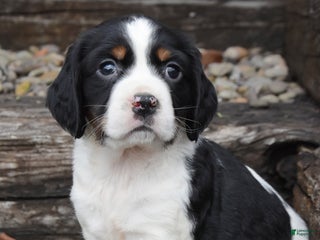 English Springer Spaniel dogs - Ad 4