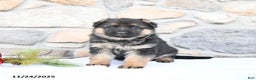 German Shepherd dogs for sale: Cheyenne - Ad 4