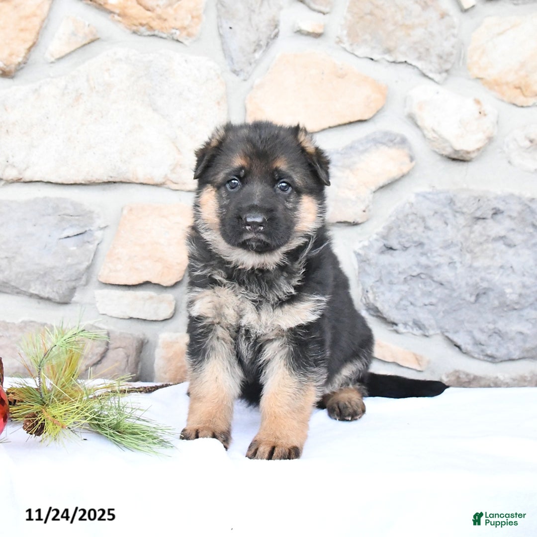 German Shepherd dogs for sale: Cheyenne - Ad 4