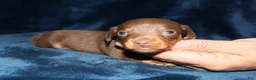 Miniature Dachshund dogs for sale:  Kaydon - Ad 4