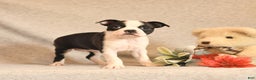 Boston Terrier dogs for sale: Fairy - Ad 3