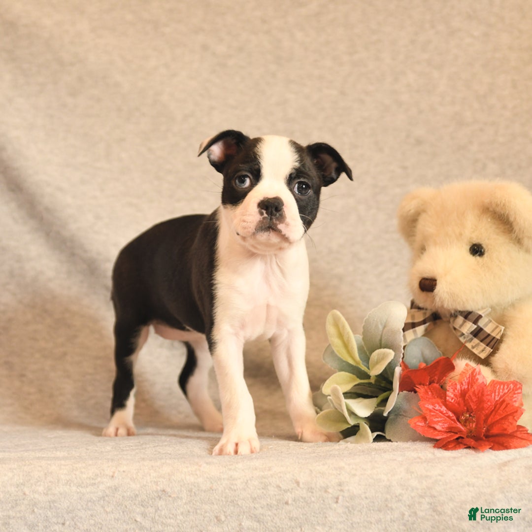 Boston Terrier dogs for sale: Fairy - Ad 3