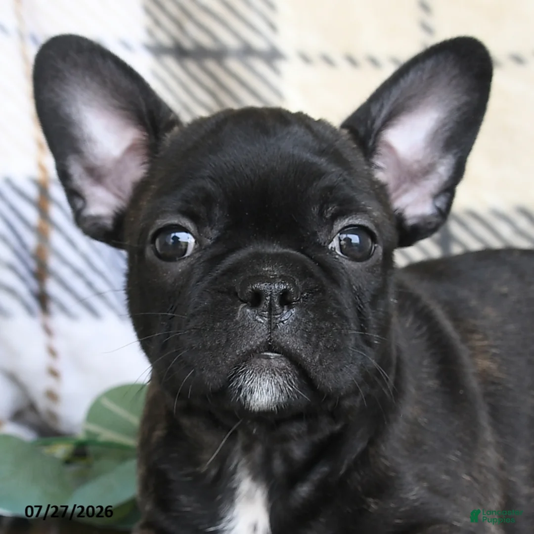 Frenchton dogs for sale: Jackson - Ad 5
