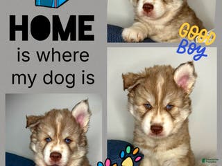 Siberian Husky dogs Canyon - Ad 25