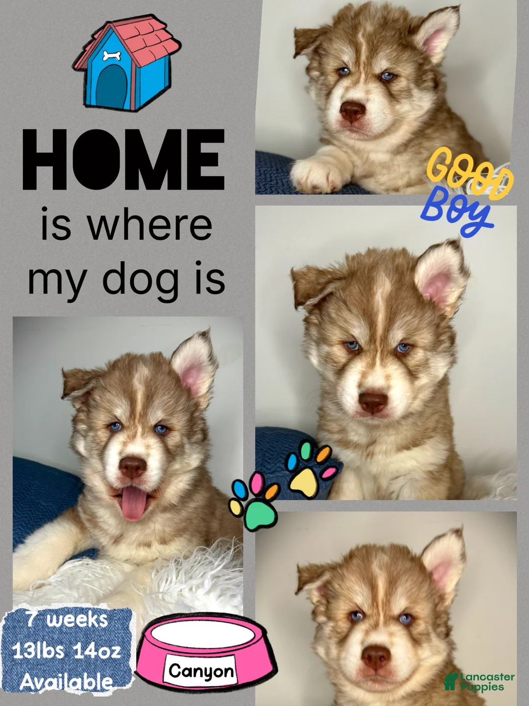 Siberian Husky dogs for sale: Canyon - Ad 1