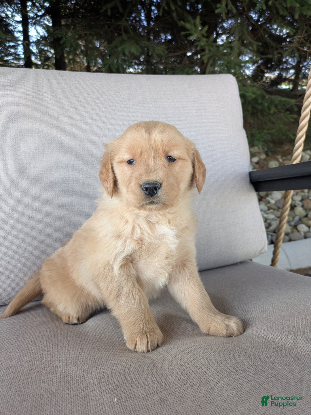 Golden Retriever dogs for sale: Jewel - Ad 2
