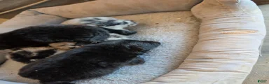 Pomeranian 3