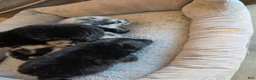 Pomeranian dogs for sale: Pomeranian 3 - Ad 1