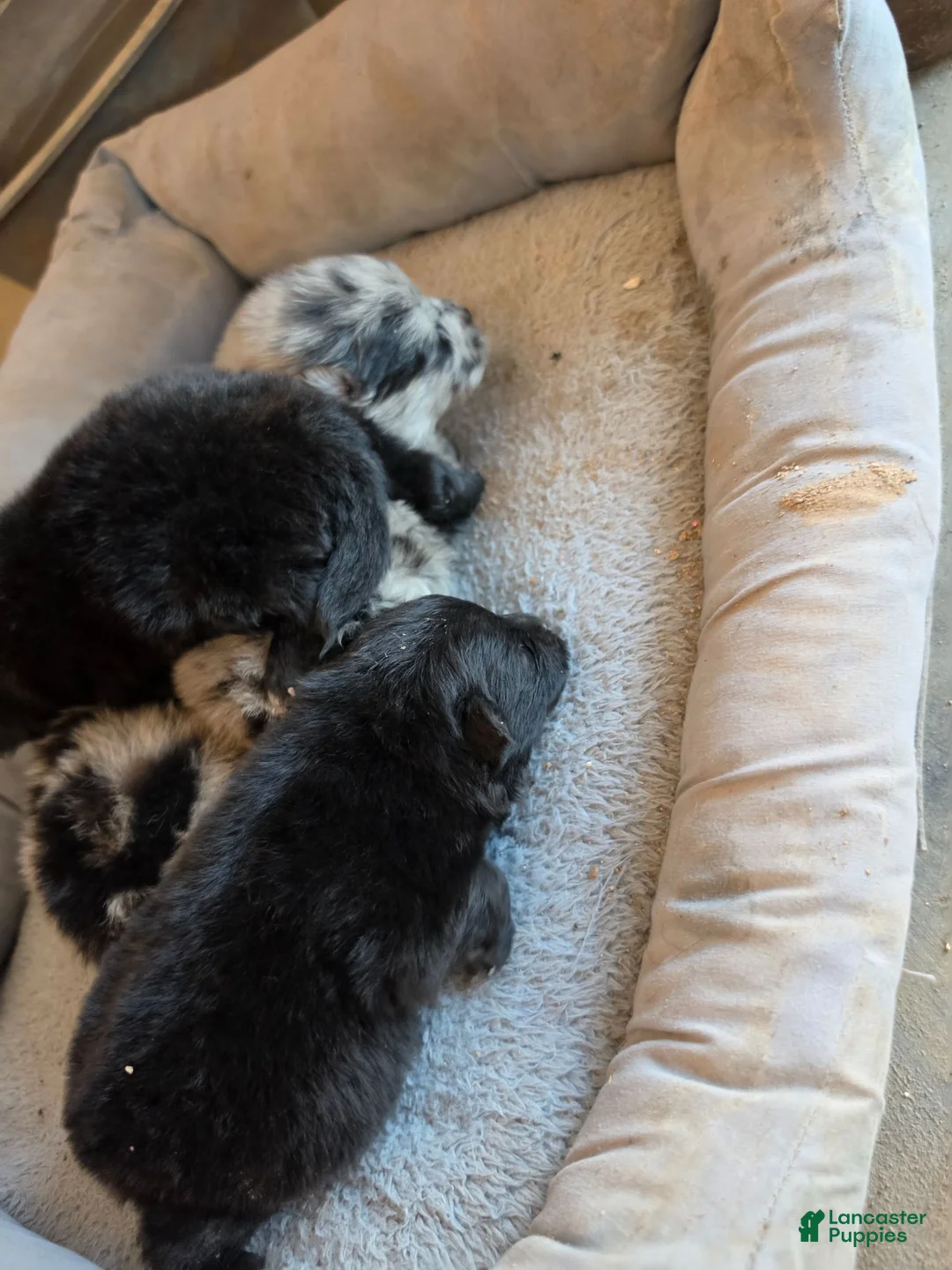 Pomeranian dogs for sale: Pomeranian 3 - Ad 1