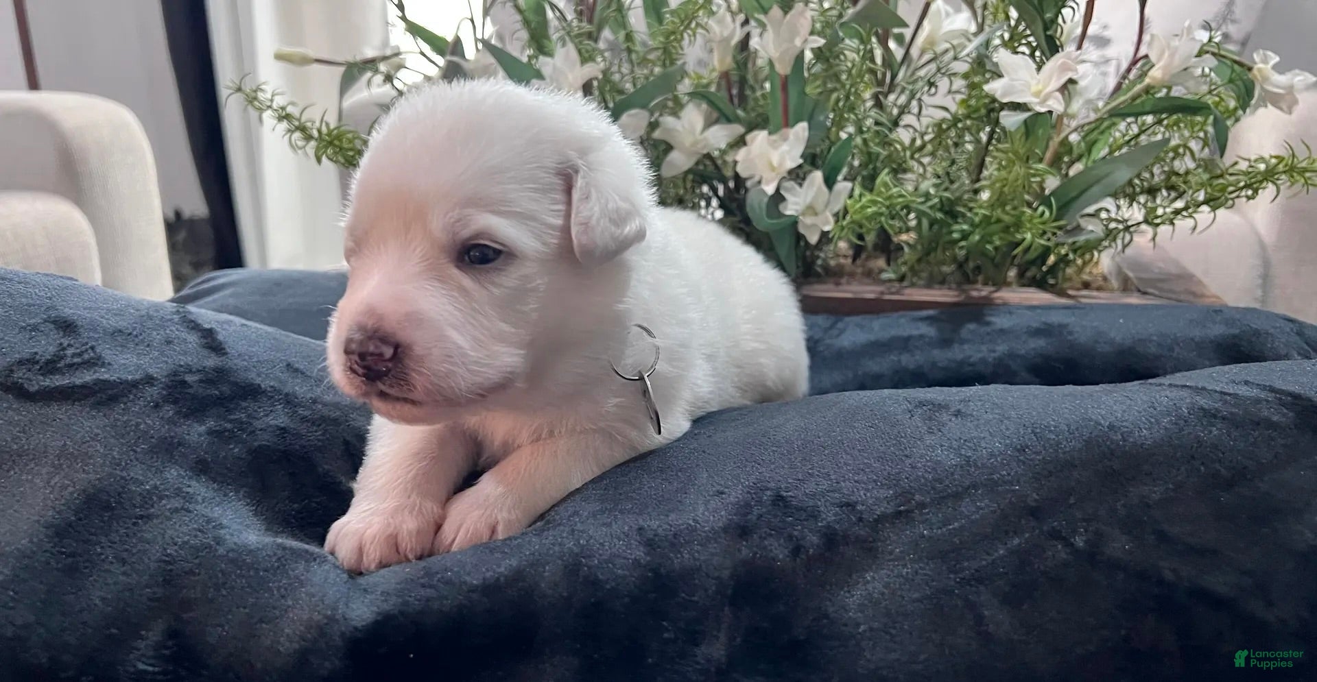 Great Pyrenees dogs Cedar - Ad 2