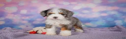 Mini Bernedoodle dogs for sale: Sandy - Ad 7