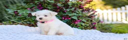 Mixed Breed dogs for sale: Powderpuff - Ad 6
