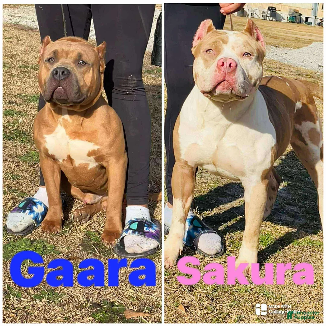 American Bully dogs for sale: American Bully Puppy 6 - Ad 3