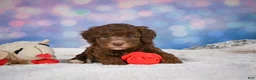 Mini Goldendoodle dogs for sale: Cliffy - Ad 4