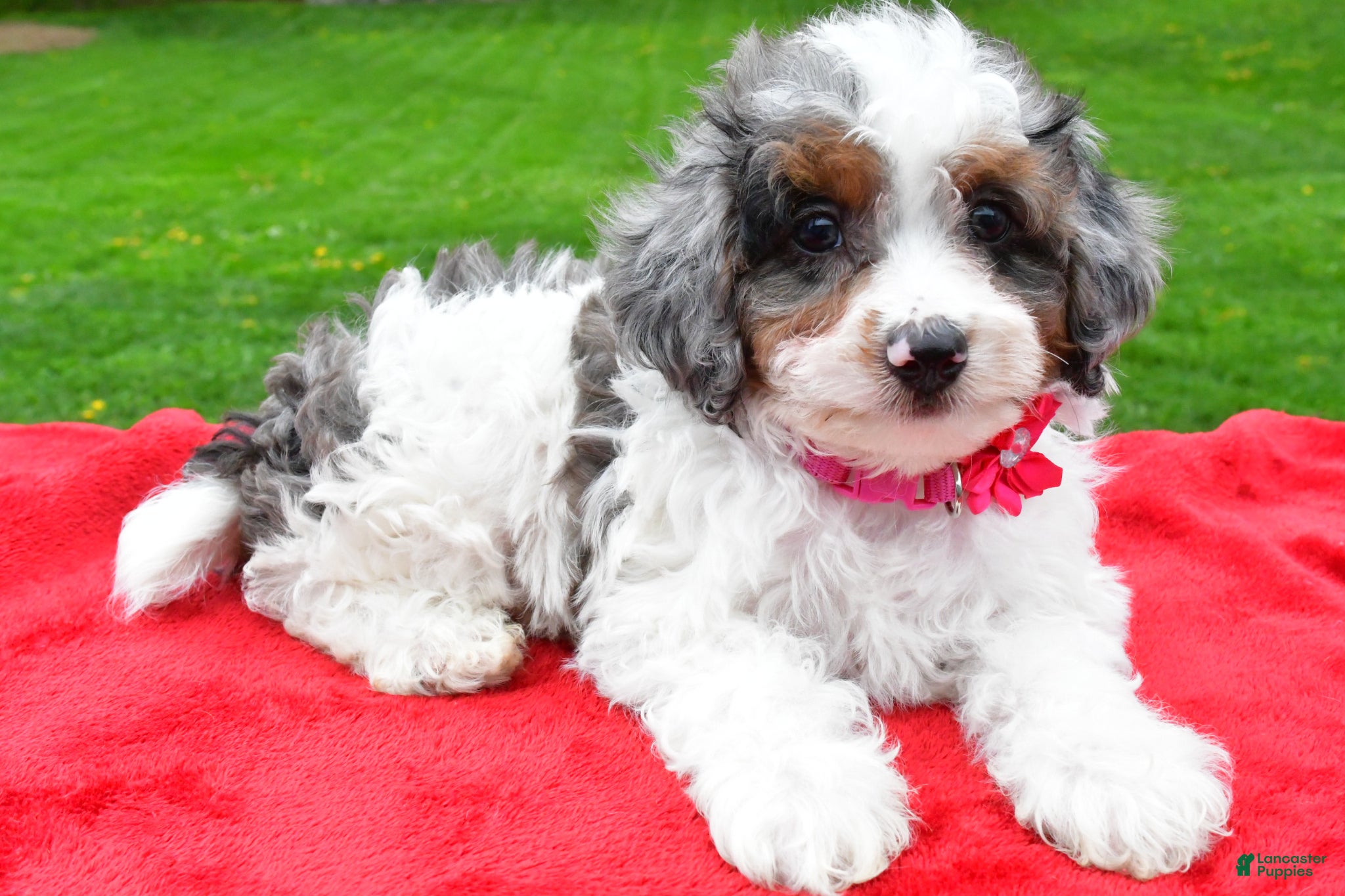 Mini Aussiedoodle dogs Mindy - Ad 1
