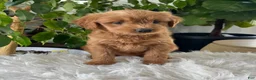 Mini Goldendoodle dogs for sale: Chloe  - Ad 4