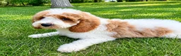 Mini Goldendoodle dogs for sale: Tucker Mini Goldendoodle F1B - Ad 3