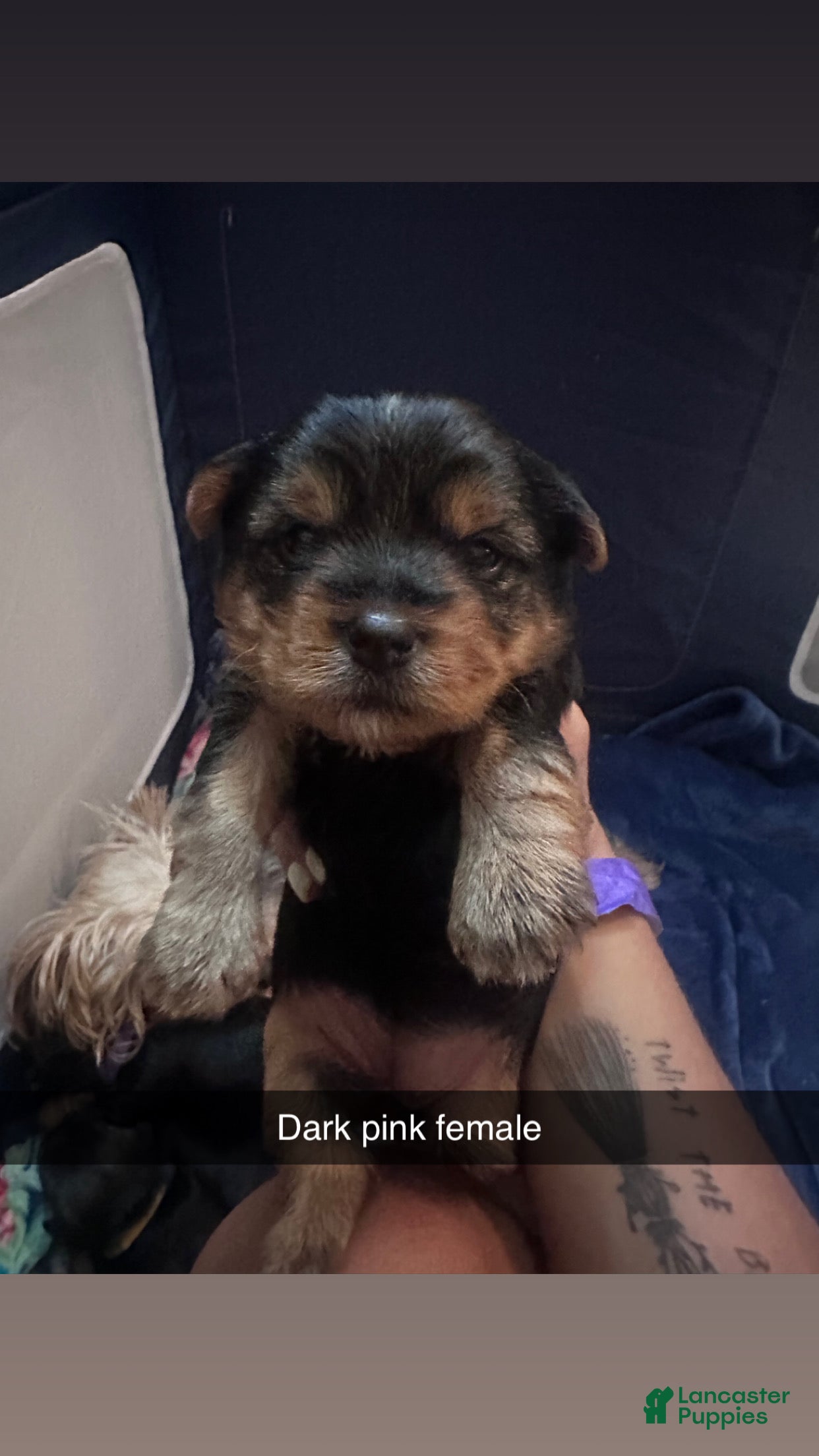 Yorkshire Terrier dogs for sale: Yorkshire Terrier Puppy 4 - Ad 1
