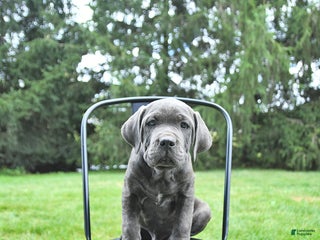 Cane Corso dogs - Ad 17