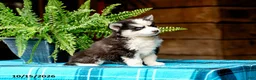 Pomsky dogs for sale: Tresa - Ad 7