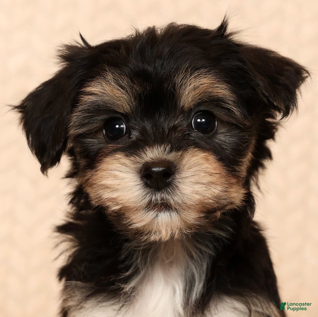 Yochon dogs for sale: Bella - Ad 9