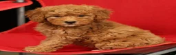 Mini Goldendoodle dogs for sale: Sage - Ad 7