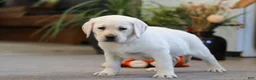 Labrador Retriever dogs for sale: Bela - Ad 4