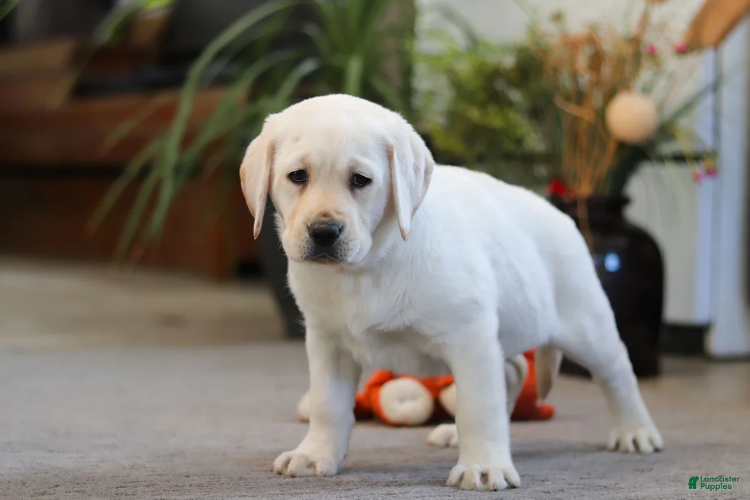 Labrador Retriever dogs for sale: Bela - Ad 4