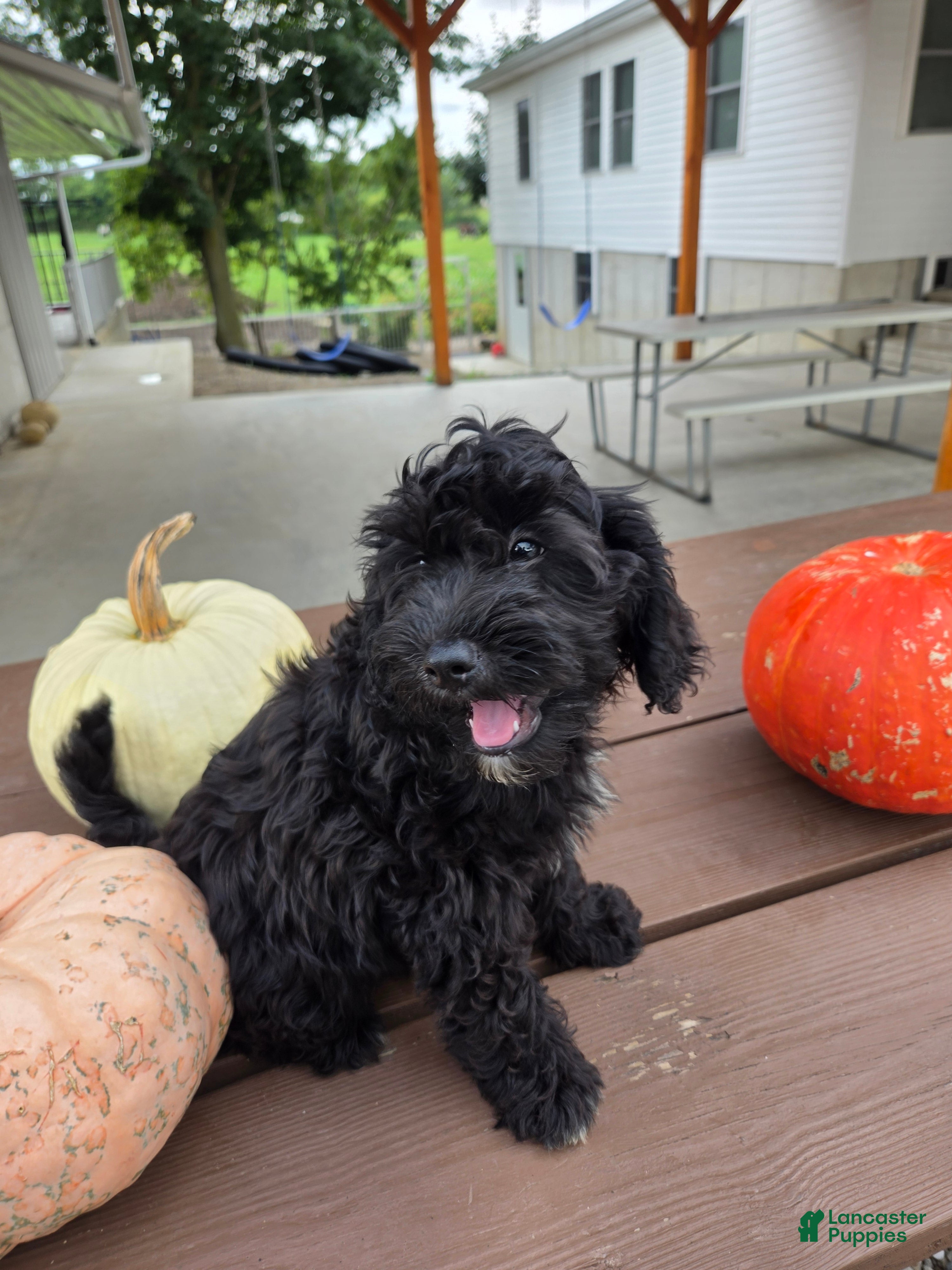 Cavapoo dogs Winston - Ad 2