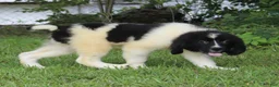 Newfoundland dogs for sale: Millie - Ad 6