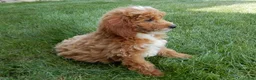 Mini Goldendoodle dogs for sale: Tommy - Ad 3
