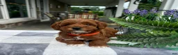 Mini Goldendoodle dogs for sale: Clara - Ad 3