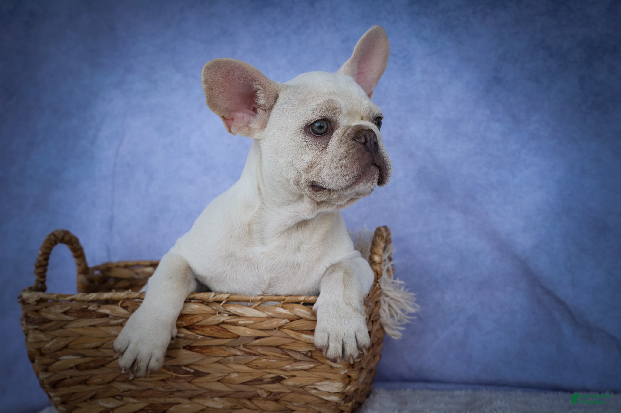 French Bulldog dogs for sale: Snoopy 🐶 - Ad 1