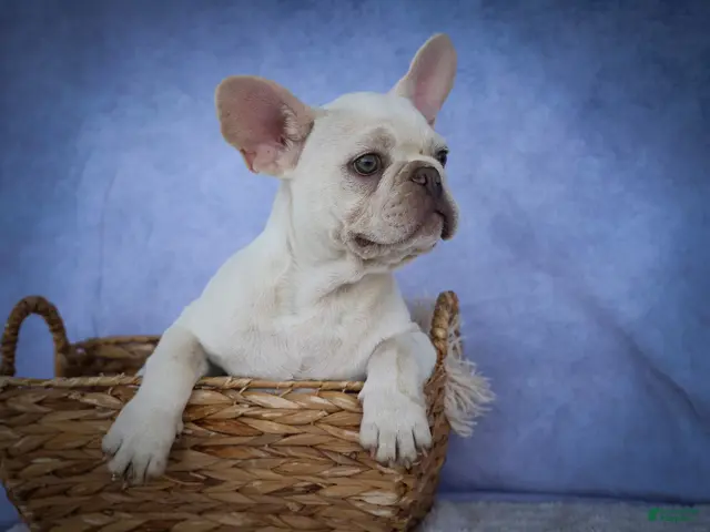 French Bulldog dogs for sale: Snoopy 🐶 - Ad 1