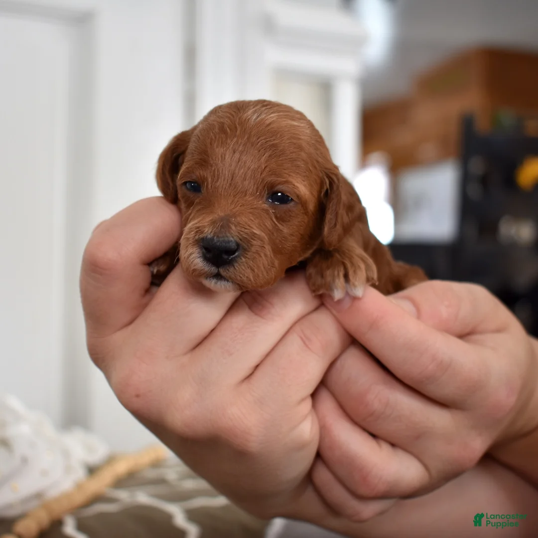 Toy Poodle dogs for sale: Petals  - Ad 3