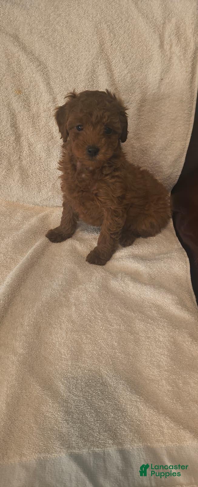Toy Poodle dogs for sale: Female Puppy  - Ad 1