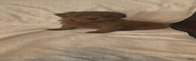 Female Puppy 